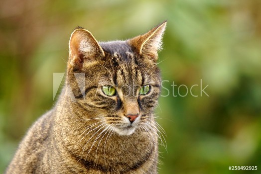 Picture of Portrait of a tabby cat